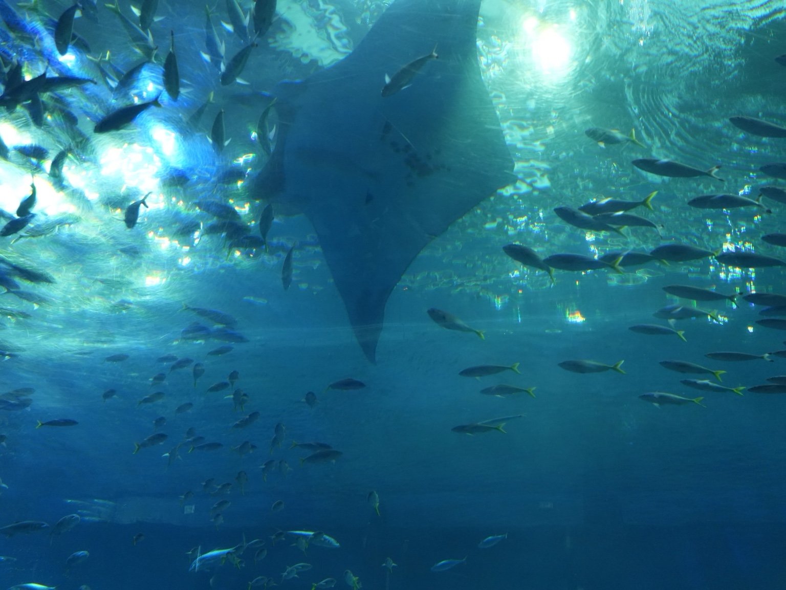 Churaumi Aquarium in Okinawa