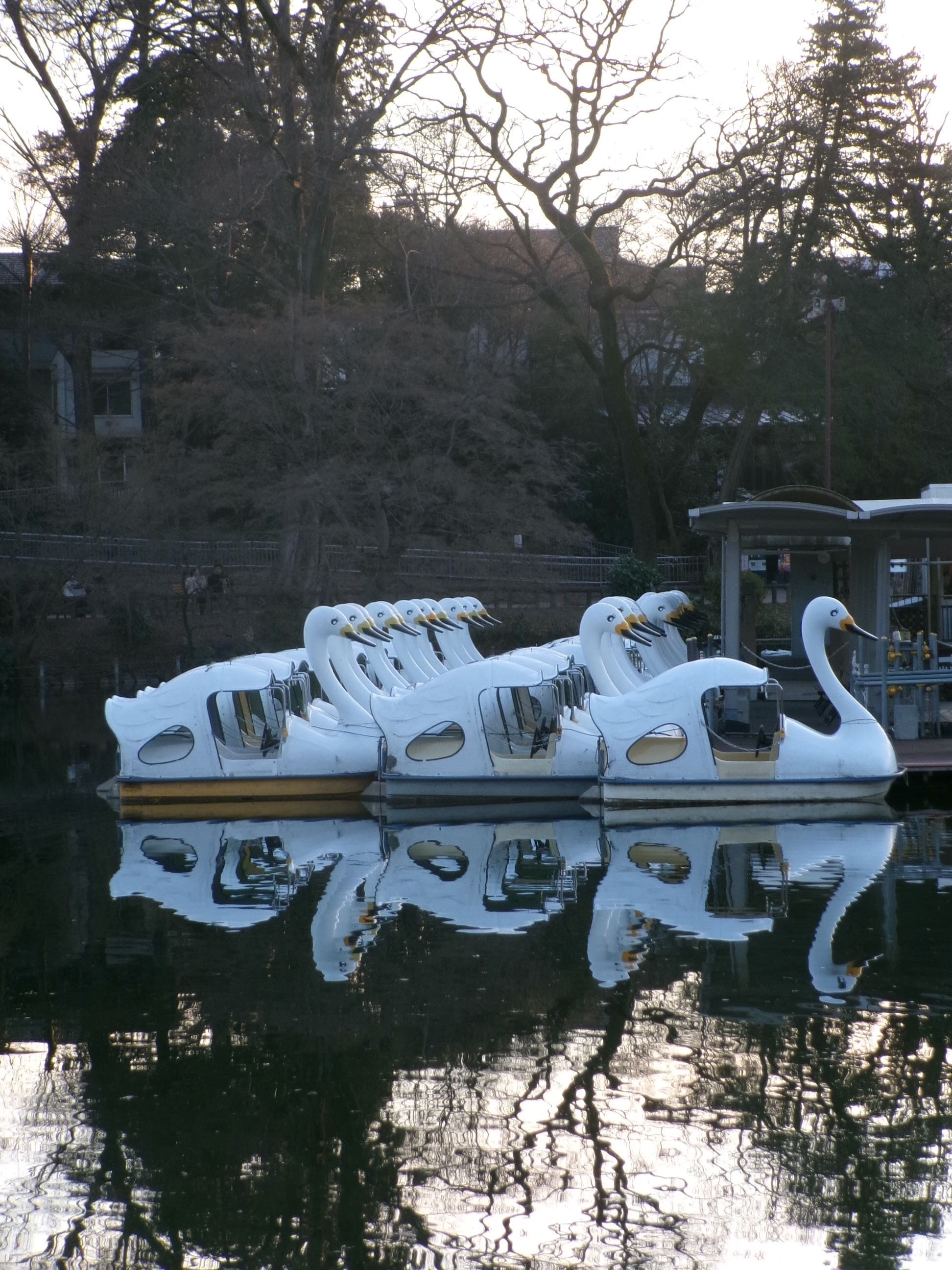Inokashira Park in Japan