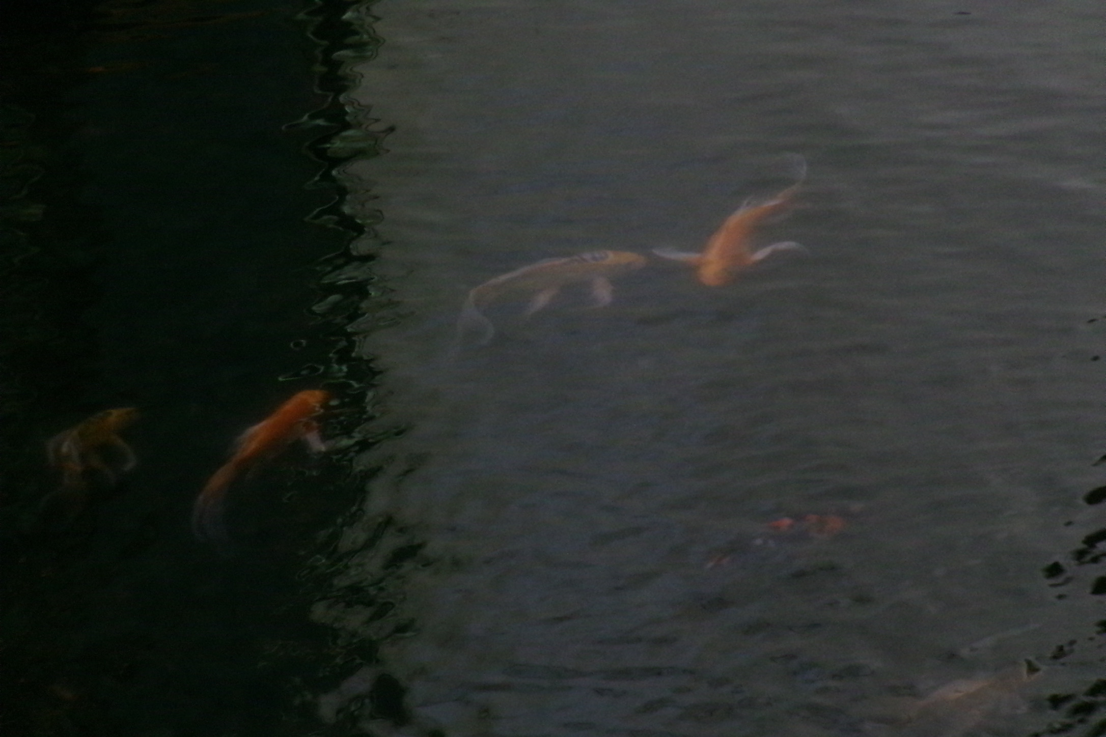鯉が泳いでいる写真