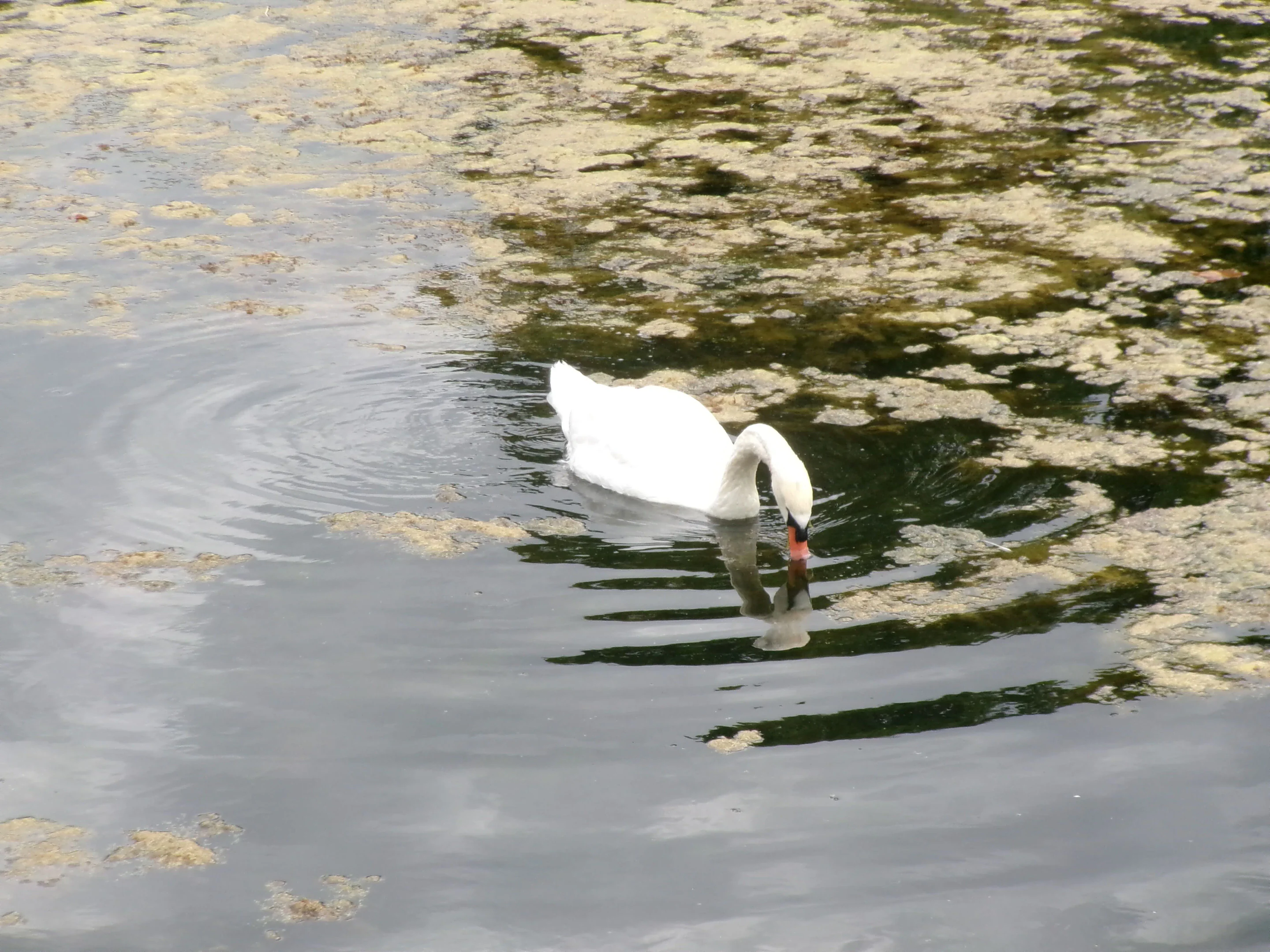 Swan swimming in Copenhagen